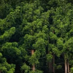 Pentingnya Menjaga Hutan Indonesia