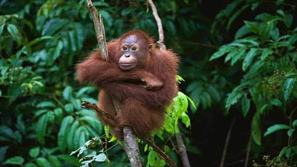Fauna Hutan Hujan Tropis di Indonesia