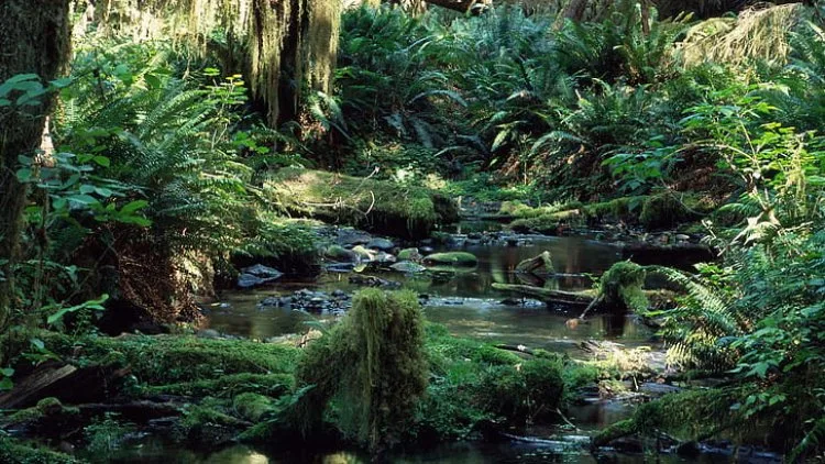 Hutan Hujan Tropis di Indonesia: Keanekaragaman, Ancaman, dan Harapan Konservasi